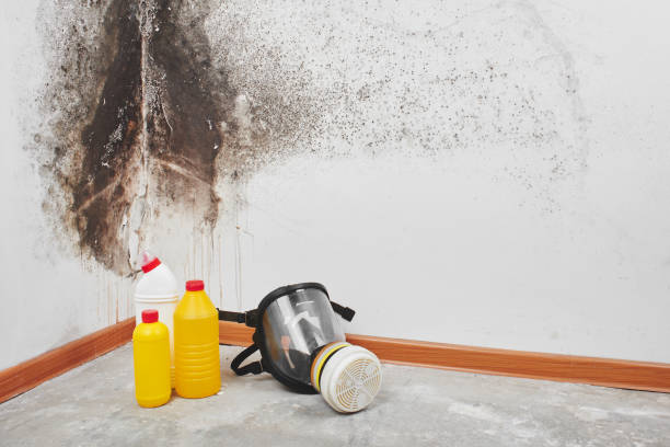 Best Mold Damage Repair  in Sun Prairie, MT
