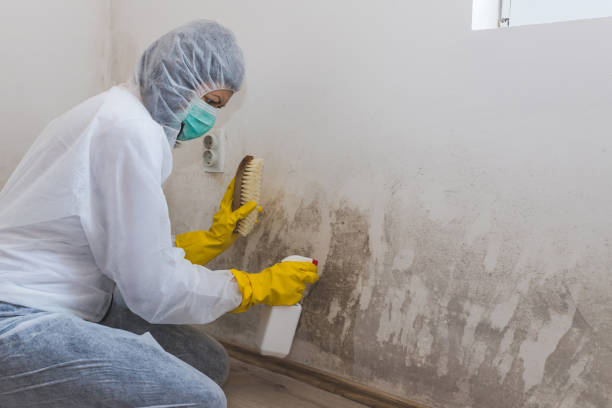 Best Residential Mold Removal  in Sun Prairie, MT