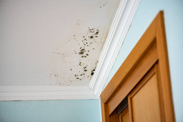 Mold Testing and Removal in Sun Prairie, MT