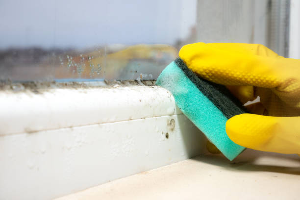 Certified Mold Removal in Sun Prairie, MT