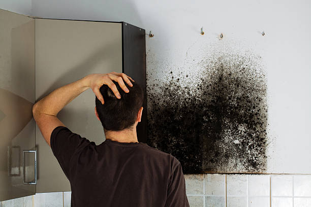 Best Professional Mold Removal  in Sun Prairie, MT